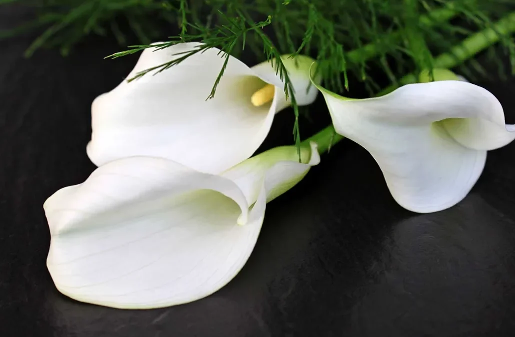 Trauerfloristik & Blumensymbolik