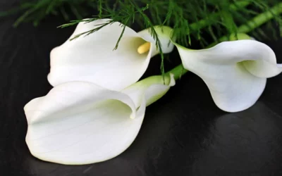 Trauerfloristik & Blumensymbolik